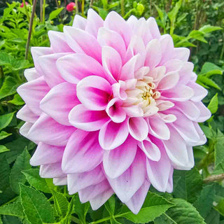 Decorative Dahlia Sweet Lucille