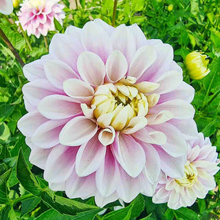 Decorative Dahlia Sweet Lucille