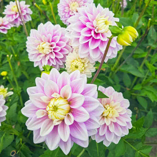 Decorative Dahlia Sweet Lucille