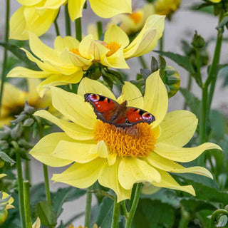 Single-Flowered Dahlia Tournesol