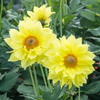 Single-Flowered Dahlia Tournesol