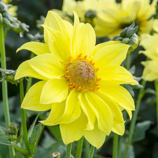 Single-Flowered Dahlia Tournesol