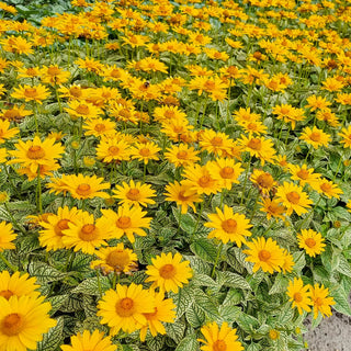 Heliopsis Oriole Variegata