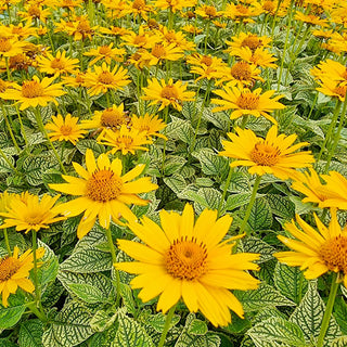 Heliopsis Oriole Variegata