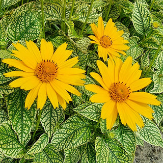 Heliopsis Oriole Variegata