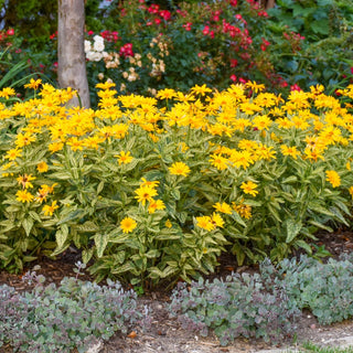 Heliopsis Oriole Variegata