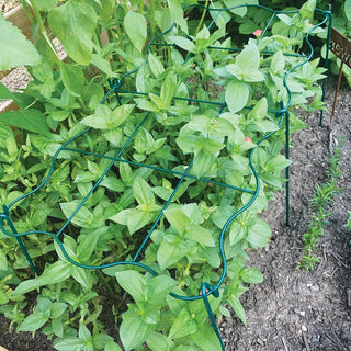 Cut Flower Grid Support