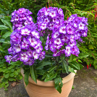 Hardy Tall Phlox Sweet summer Purple Bicolor