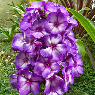Hardy Tall Phlox Sweet summer Purple Bicolor