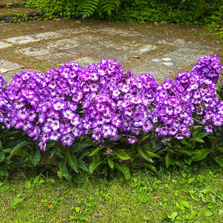 Hardy Tall Phlox Sweet summer Purple Bicolor