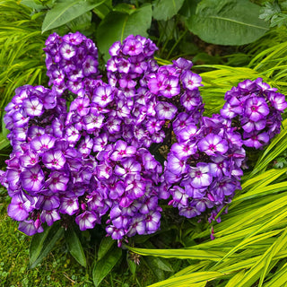 Hardy Tall Phlox Sweet summer Purple Bicolor