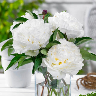 Peony Marie Lemoine