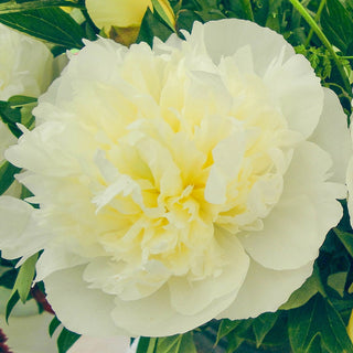 Peony Marie Lemoine