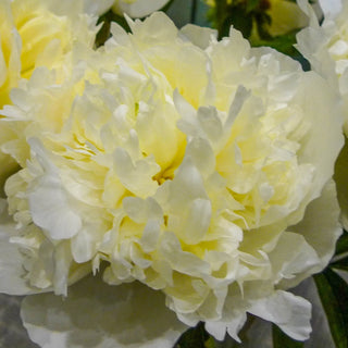 Peony Marie Lemoine
