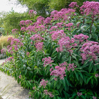 Joe-Pye Weed Big Umbrella