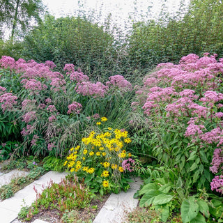 Joe-Pye Weed Big Umbrella