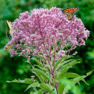 Joe-Pye Weed Big Umbrella