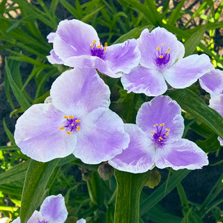 Spiderwort Bilberry Ice