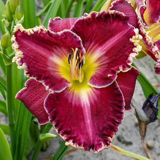 Daylily Popcorn Pete