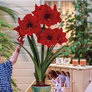 Single Amaryllis Fire Dancer