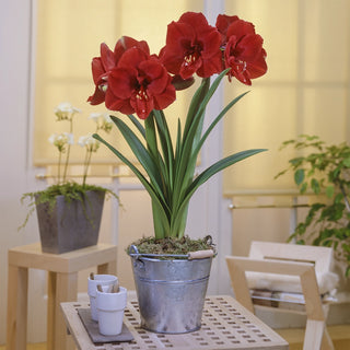 Single Amaryllis Fire Dancer