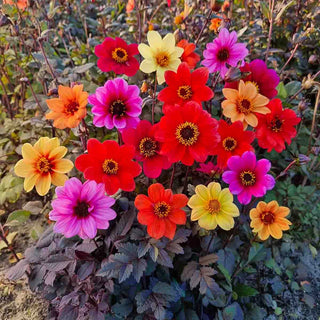 Improved Redskin Dahlia Mixture