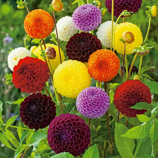 Pompon Dahlia Mixture