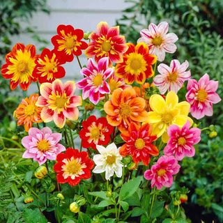 Collerette Dahlia Mixture
