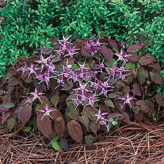 Bishop's Hat Purple Pixie