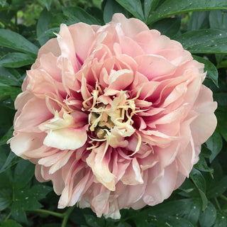 Itoh Peony Caroline Constabel