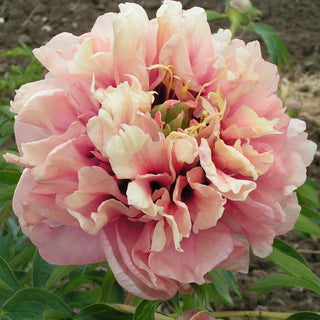 Itoh Peony Caroline Constabel