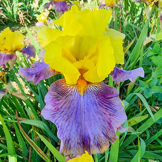 Reblooming German Iris Sunrise at Sea