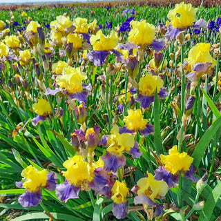 Reblooming German Iris Sunrise at Sea
