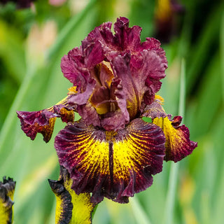 German Iris High Octane
