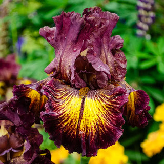 German Iris High Octane