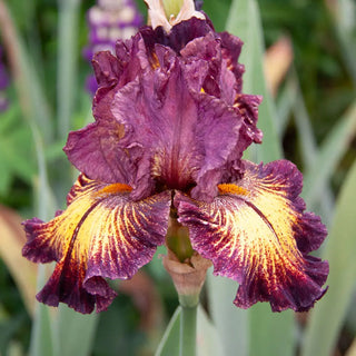 German Iris High Octane