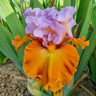 German Iris Valley of Dreams