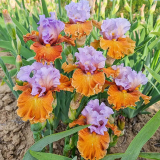German Iris Valley of Dreams