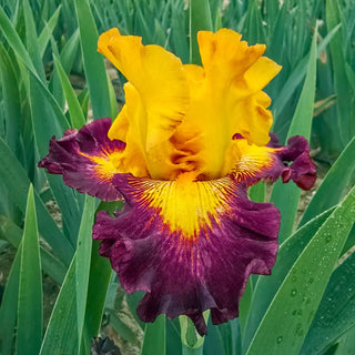 German Iris Aztec Art