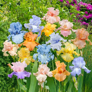 Pastel German Iris Mix