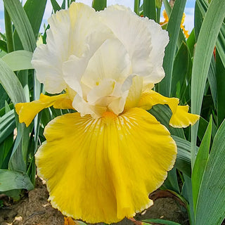 German Iris Neutron Dance