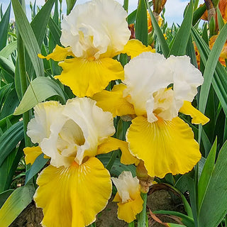 German Iris Neutron Dance