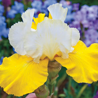 German Iris Neutron Dance