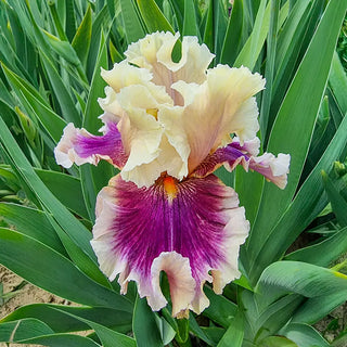 German Iris Make Mine Magic