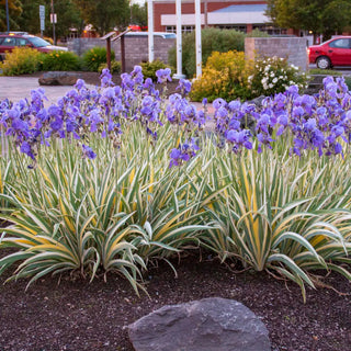 Iris pallida Variegata Gold