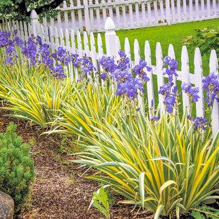 Iris pallida Variegata Gold