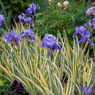 Iris pallida Variegata Gold