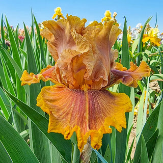 German Iris Candied Ginger