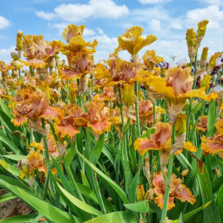 German Iris Candied Ginger
