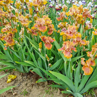 German Iris Candied Ginger